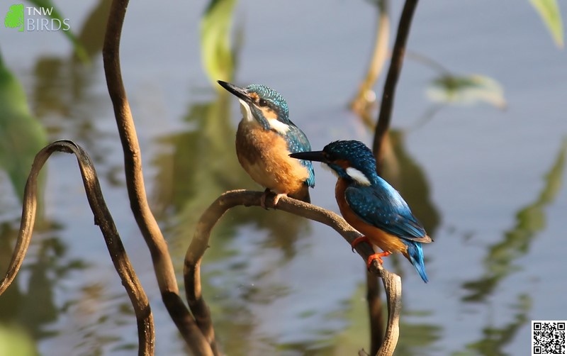 Perching Birds